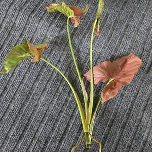 Pink Syngonium Plant